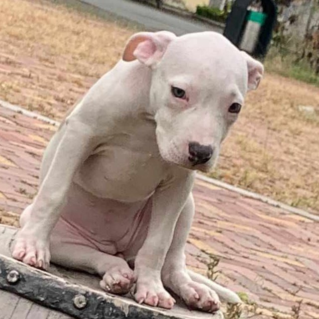 AlertaMePerdi's tweet photo. #PERDIDA #GUAYAQUIL
Nombre: #TRIPSI
Fecha: 11/04/24
Sector: Sur, Cdla. La Fragata
Sexo: Hembra
Raza: Pitbull
Obsv.: Mancha detrás de su espalda
Contacto: 0992255619
¡Ayúdala a volver con su familia!
#AlertaMePerdí https://t.co/WY1eK9Qb82