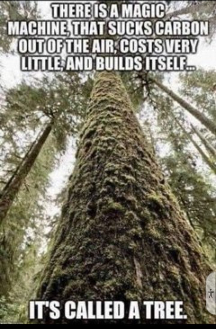 These are Carbon Neutral. They have been helping the Earth forever. Plant more of them. Stop destroying the forests. 

#CarbonCredits 
#CarbonNeutral
#forests #Trees #trees
#carbontax #tax #TaxPayers #taxes
#carboncredits 
#naturelovers #nature
#naturalworld #EarthDay 
#Earth