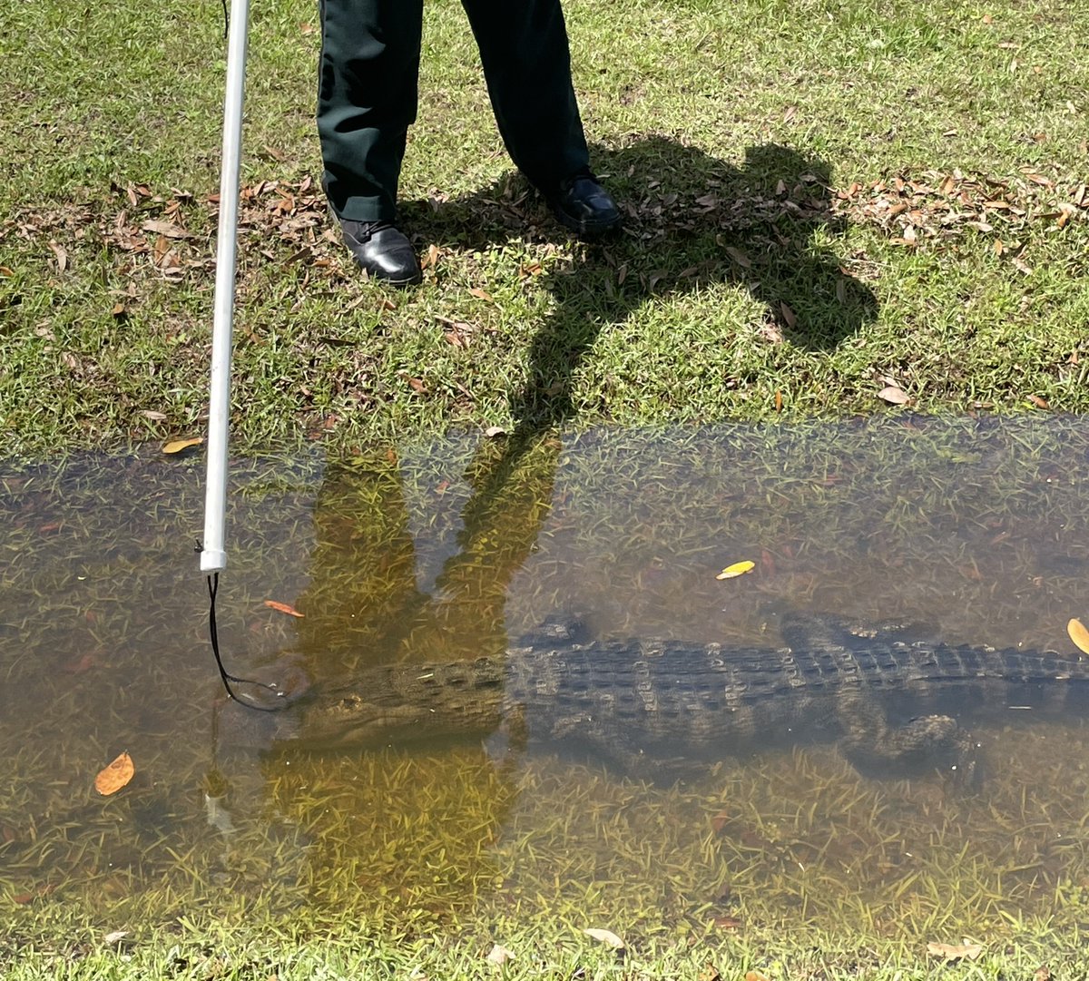 Yesterday, deputies responded to Shady Oaks Drive for a report of an alligator on someone's property. Deputy Ganey was able to wrangle the alligator and relocate him to a safe place. #OnlyinFlorida