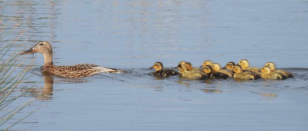 🚨NEW BLOG POST🚨 It’s been a week of ‘firsts’ as well as the last week of the Easter holidays, so click on the link for more! community.rspb.org.uk/placestovisit/… 📸Adam Jones #blog #wildlife #NatureReserve