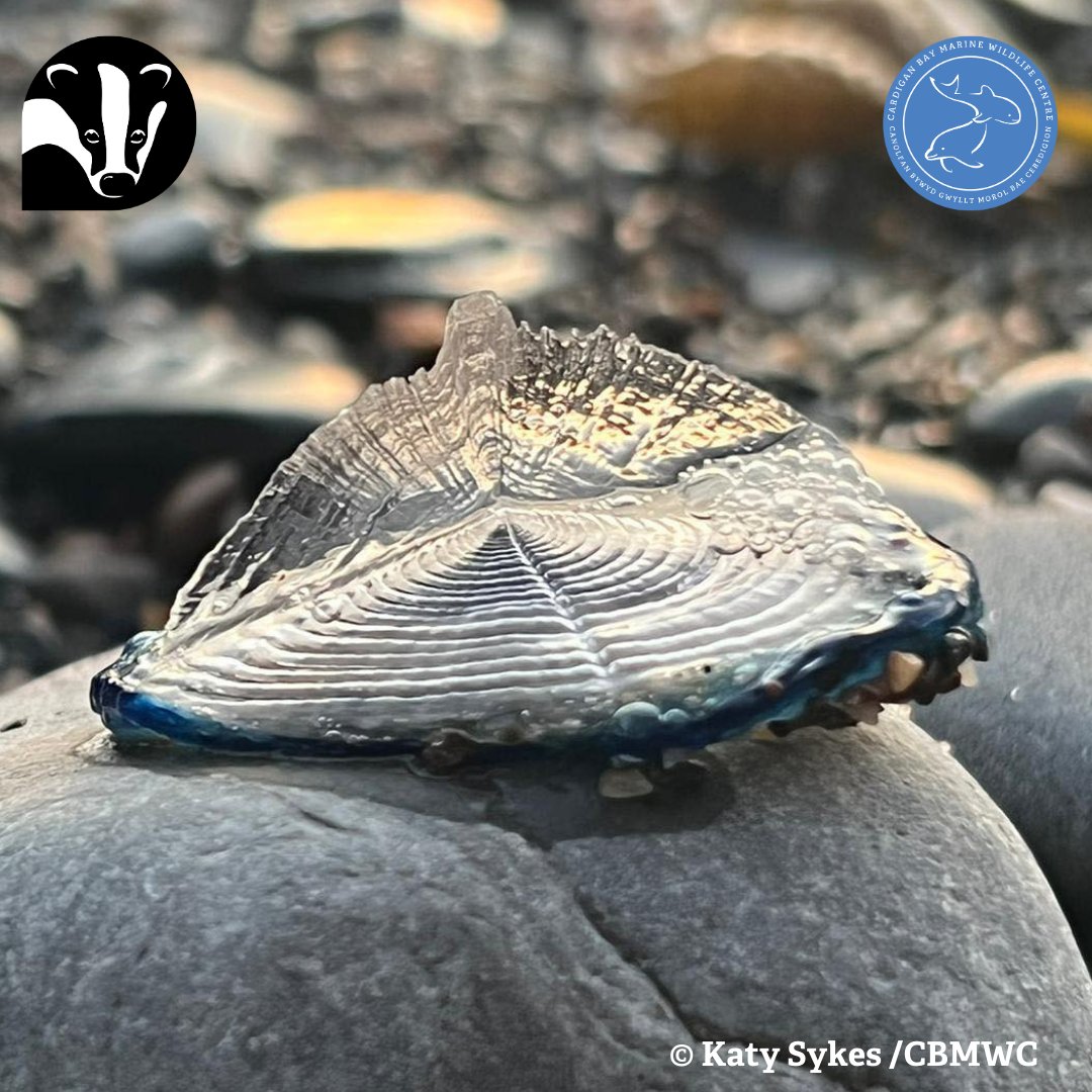 🕵️‍♀️ By-the-wind-sailors may look like jellyfish but they're actually a colonial hydroid 📚 🏘️ They are made up of a colony of tiny individual animals that work together! 🤩 @WTSWW @WTWales