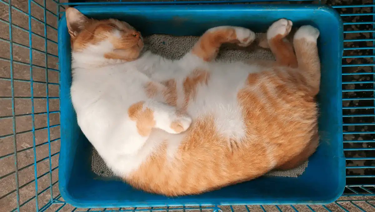 Why Is My Cat Sleeping in Litter Box? Reasons and Solutions

freshkittylitter.com/cat-sleeping-i…

#litterbox #litterboxtraining #catlitterbox #CatLitter