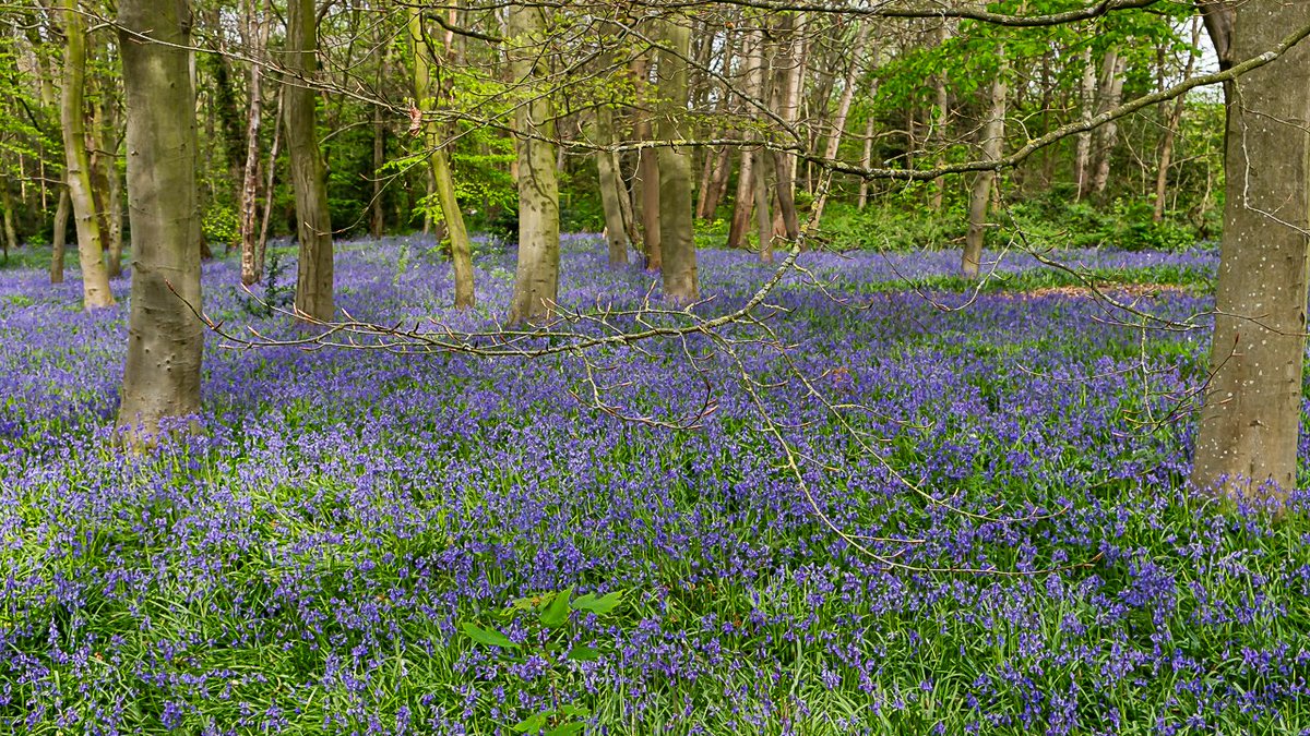 We managed to get to Wanstead Park's bluebells at their peak today, normally we leave it too late. 

Perfect day for a walk.