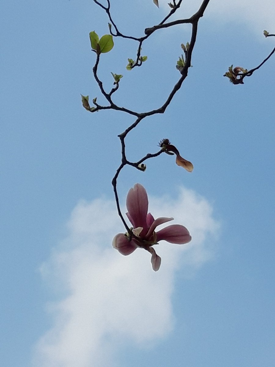 [사월목련]
                                 -도종환-
남들도 나처럼
외로웁지요

남들도 나처럼
흔들리고 있지요

말할 수 없는 것뿐이지요
차라리 아무 말
안 하는것 뿐이지요

소리없이 왔다가
소리없이 돌아가는

사월목련