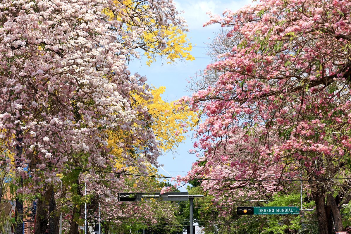 TabascoJavier's tweet photo. #NoTodoEsPolitica La belleza de Tabasco y lo valioso de su gente es por lo que luchamos en nuestro movimiento. Les comparto estas hermosas postales de #Primavera en #Villahermosa. ¡Se vistió de fiesta la naturaleza! #FelizViernes https://t.co/Pice6Y8q3G