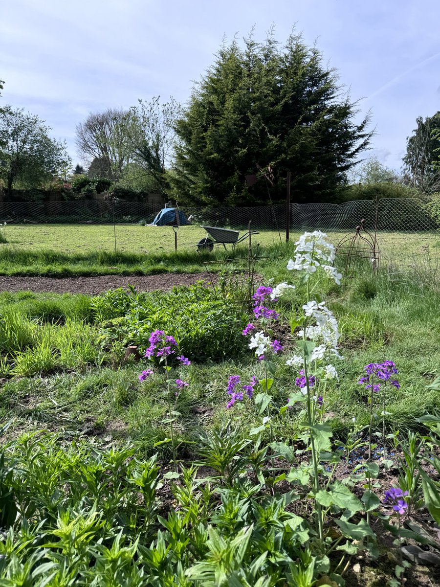 White honesty in the 1st cutting patch. I’m digging the 4th bed where the wheelbarrow is, the other side of the fence 🌱 When will I be filling all these beds? Definitely over the next 4 - 6 weeks 🌱☀️👍