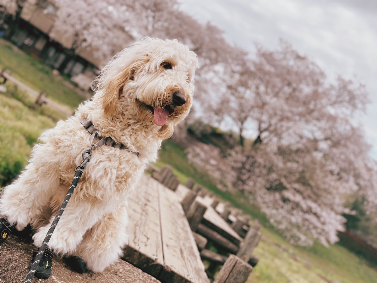 良さげな写真今日取れた☺️
#ゴールデンドゥードル #Goldendoodle  #犬のいる暮らし