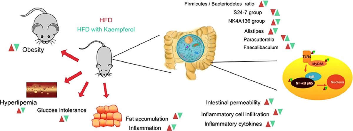 Kaempferol reduces obesity, prevents intestinal inflammation, and modulates gut microbiota in high-fat diet mice - Part of a Most Cited Article Collection from The Journal of Nutritional Biochemistry spkl.io/60164xiCr