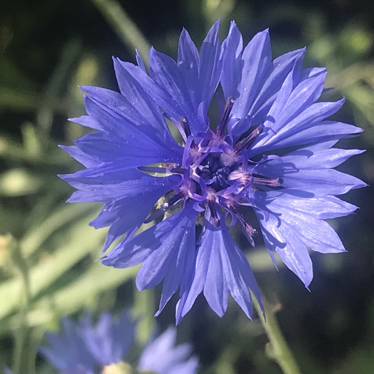 Love Cornflowers? So do we! Why not grab yourself a bag of super easy to use seed balls from our single species range. seedball.co.uk/product/cornfl… #flowerfriday