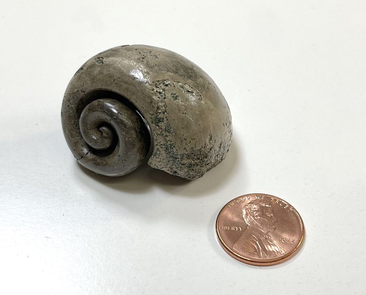 This shell cast belonged to an extinct marine snail in the genus Pyropsis. It lived in New Jersey approx. 95 million yrs ago. Discovered in Gloucester Co., its relatives are found all over the world, including South Africa, Brazil, Australia, even Antarctica! #FossilFriday