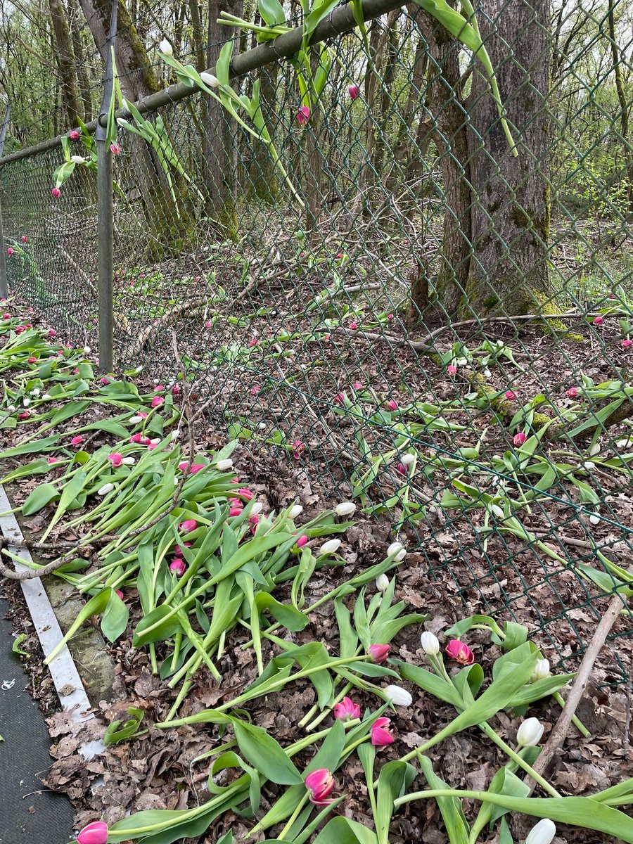 Hugh Adsett tweet media