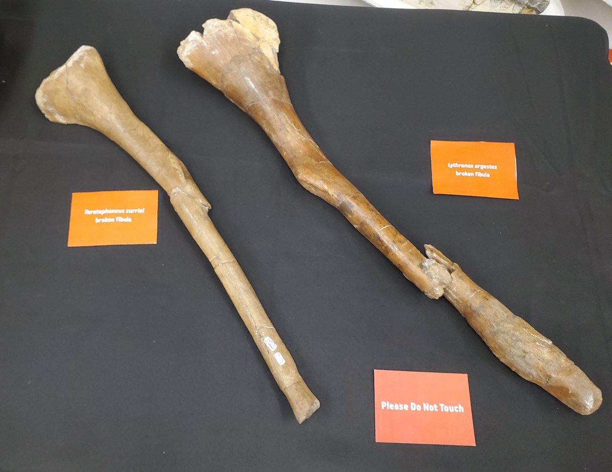 Happy #FossilFriday, these are the broken lower leg bones (fibulae) of the tyrannosaurs Teratophoneus and Lythronax! Partial healing has occurred in both specimens, indicating the animals lived with the breaks for a short time before dying. (1/2)
#paleontology