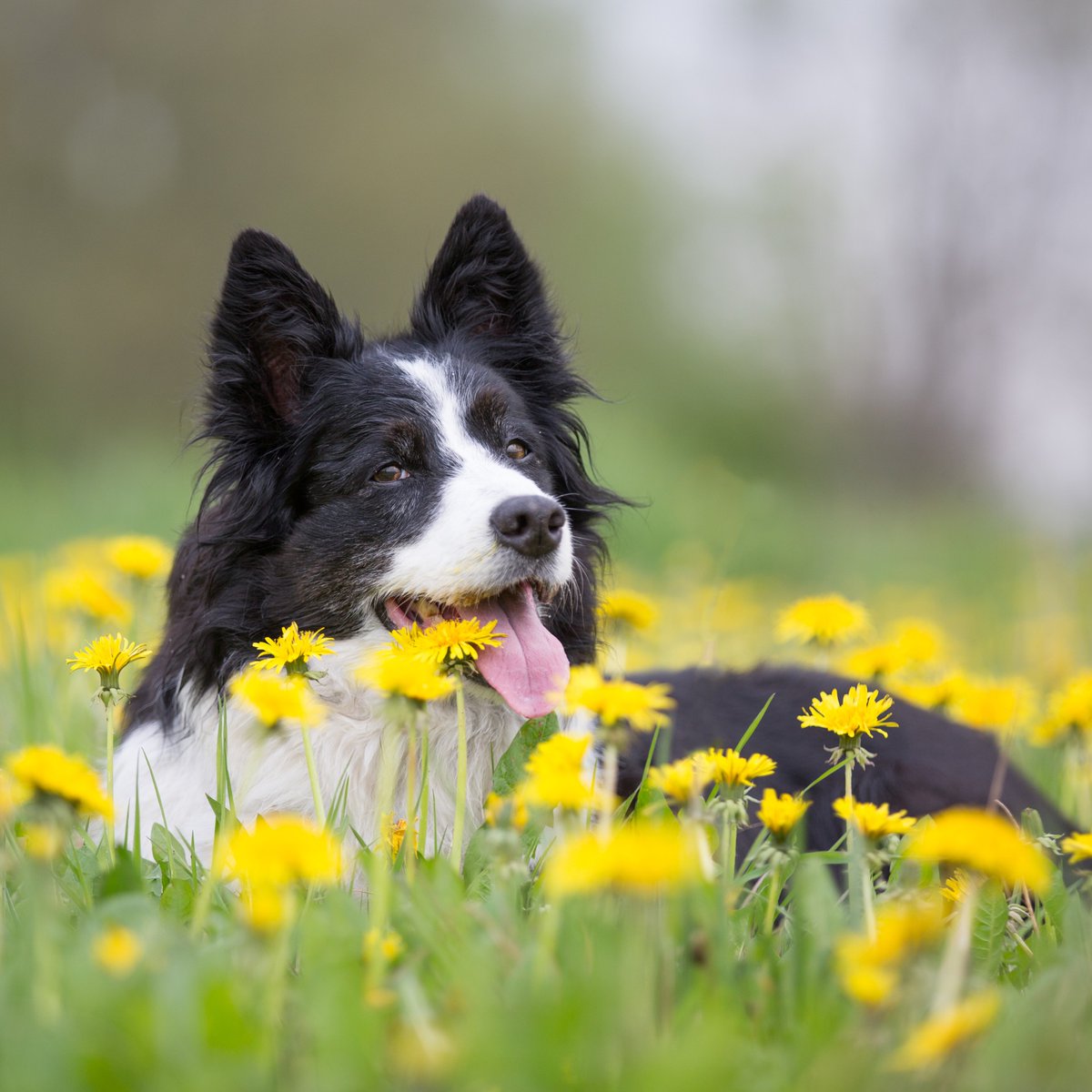 Spring is tough on our furry friends too! 🌼🐶 Learn how to recognise, treat, and prevent hay fever in dogs with our latest guide. ➡️ow.ly/rfyj50ReenJ

#HayFever #DogCare #SpringAllergies #Superpet #DogAllergies #PetHealth