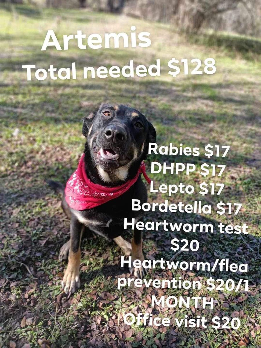 🐾 **$5 Friday Urgent Update! 🐾**

🚨 Attention animal lovers! 🚨

We have an important update from Voice for Animals Rescue:

We haven't been able to take Pistachio or Beckett to the vet yet. However, with your incredible support, we're aiming to take them, along with Coffee