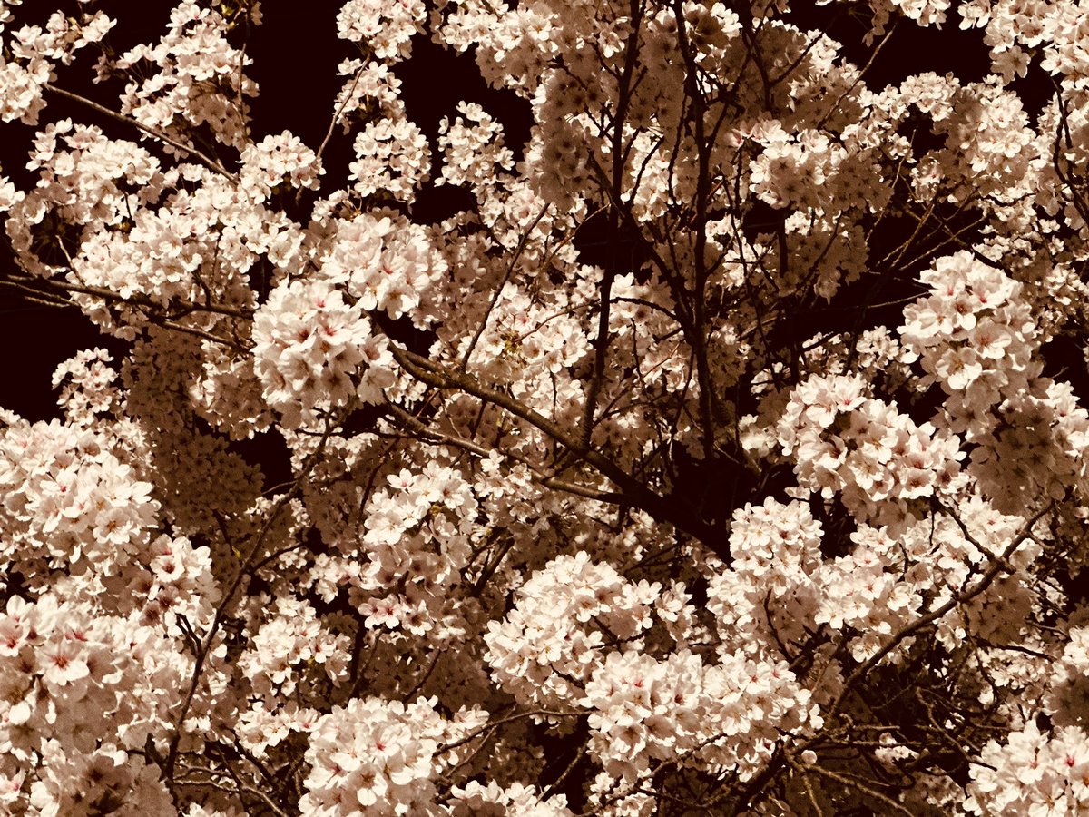 「夜桜 」|紺野キタ🌿のイラスト