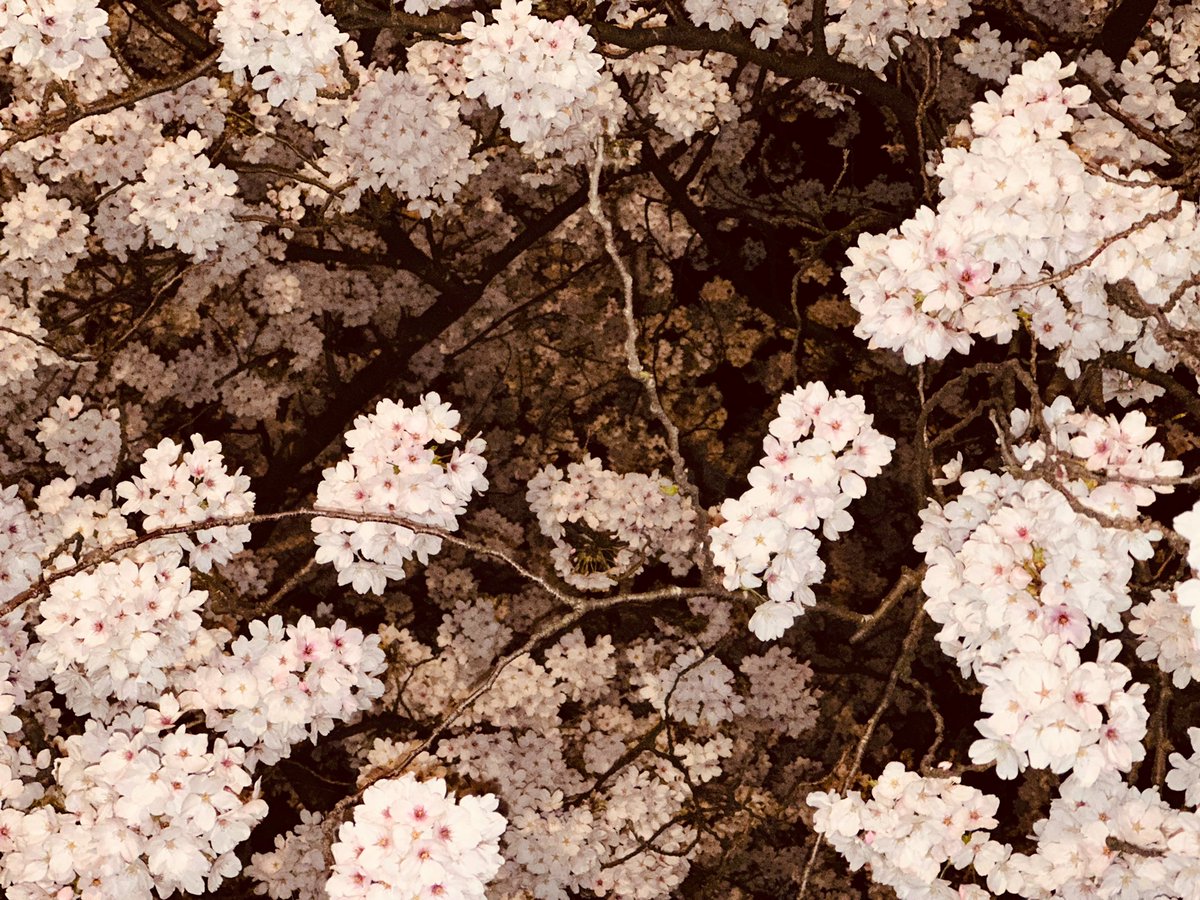 「夜桜 」|紺野キタ🌿のイラスト