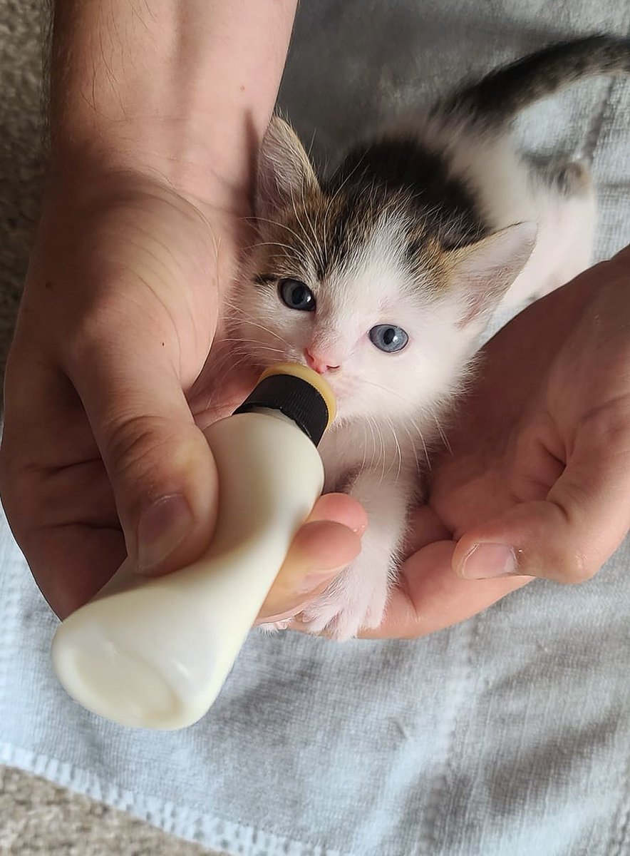 'When Rome burned, the emperor’s cats still expected to be fed on time.'
― Seanan McGuire
PURRlease supPURRt our mission to help with the #tinybutmighty like this 2022 cutie by visiting ItsieBitsieRescue.org
#savinglives #kittenseason #ittakesavillage #fosters2022 #gratitude