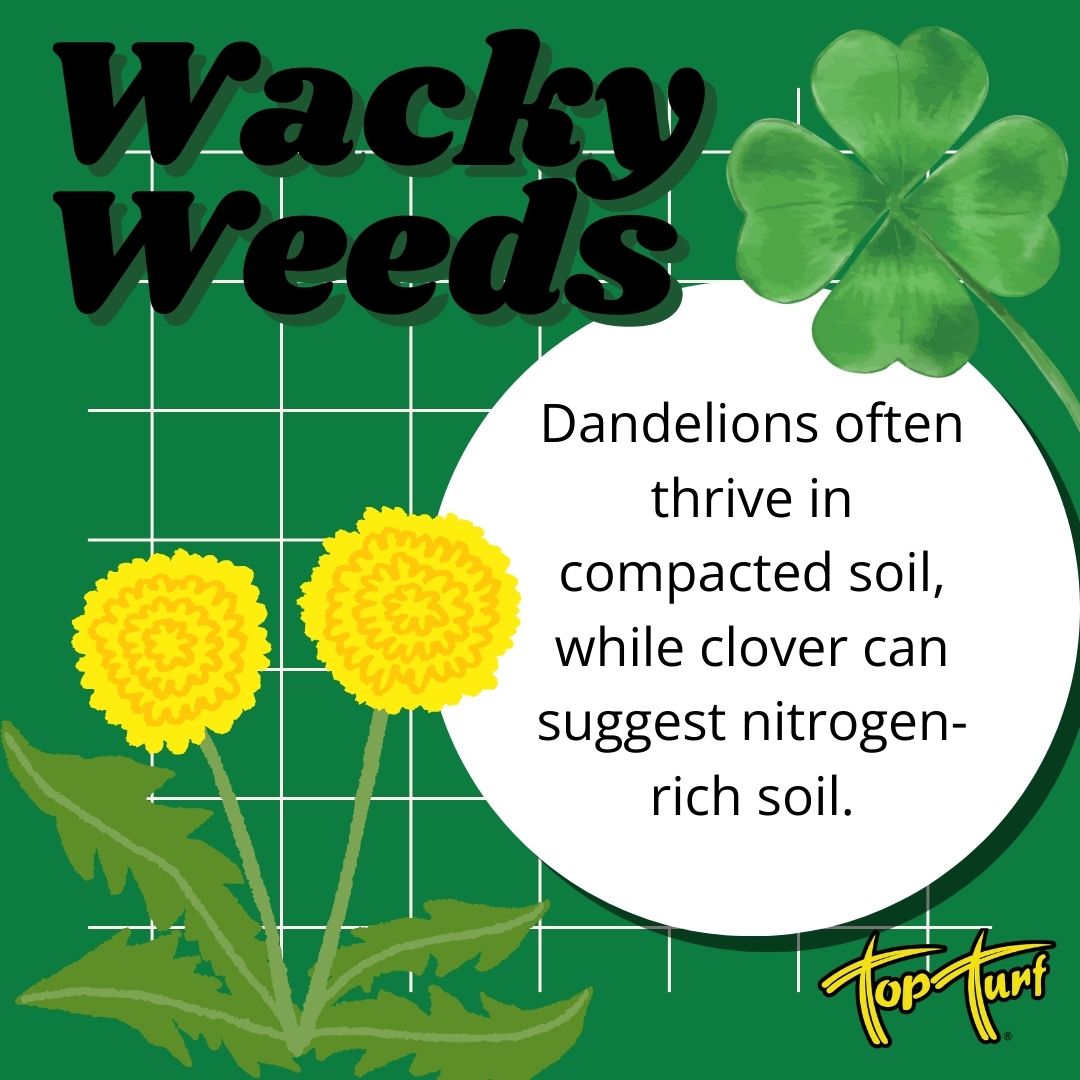 Dandelions and clovers, oh my! See what they can say about the state of your lawn 🍀 #topturf #lawncare #weeds