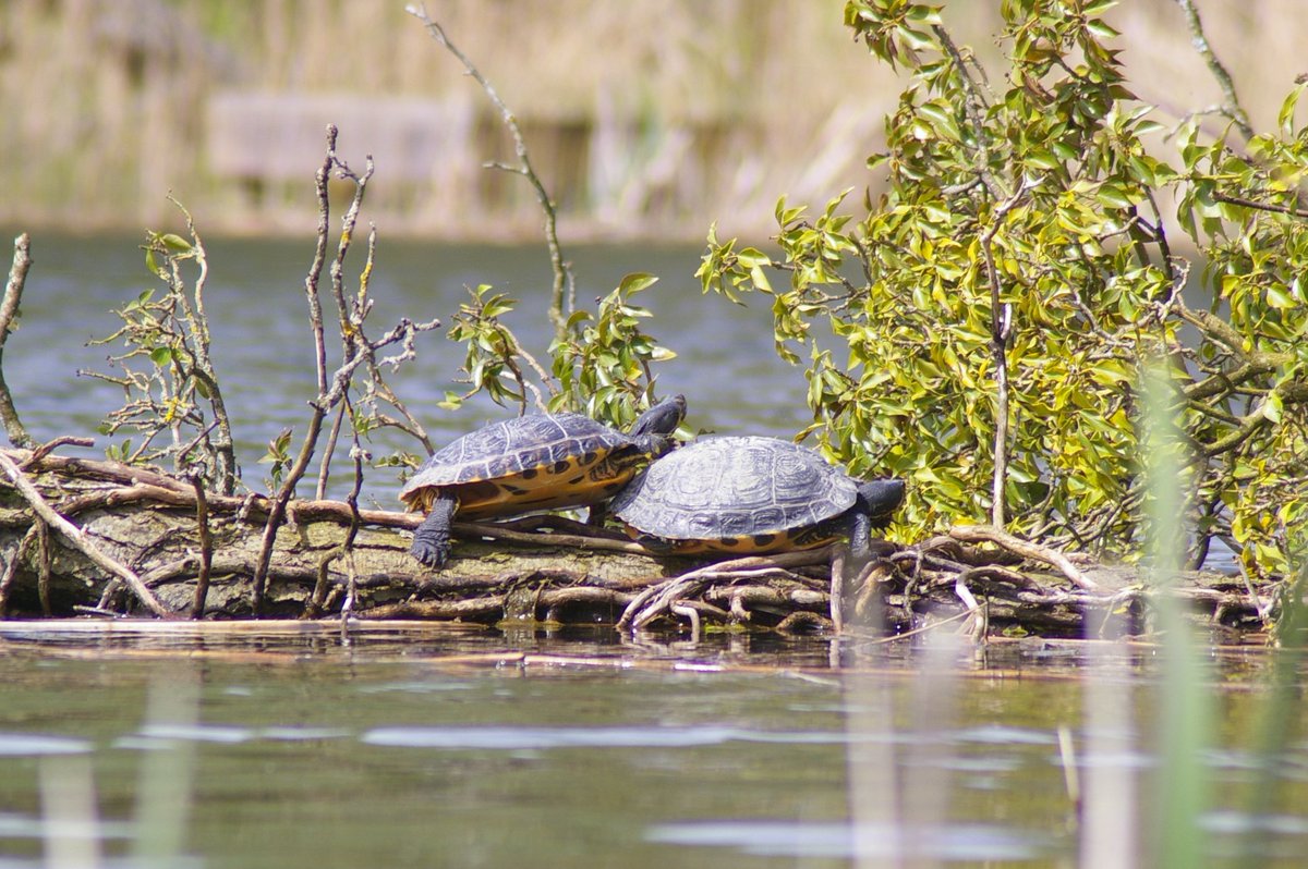 Ali North (@alinorth_893) on Twitter photo Hello! I spotted these at Stanton lake today in Swindon. Can anyone help me ID the species? <a href="/TurtleTallySuzi/">Turtle Tally UK</a> <a href="/ARC_Bytes/">Amphibian and Reptile Conservation</a> 🐢 Hello! I spotted these at Stanton lake today in Swindon. Can anyone help me ID the species? <a href="/TurtleTallySuzi/">Turtle Tally UK</a> <a href="/ARC_Bytes/">Amphibian and Reptile Conservation</a> 🐢