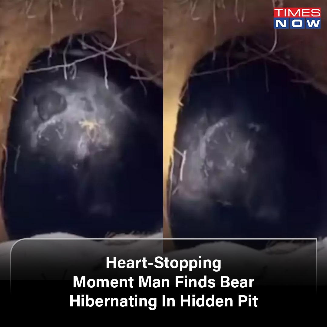 Heart-Stopping Moment Man Finds Bear Hibernating in Hidden Pit | #WATCH timesnownews.com/viral/viral-vi…