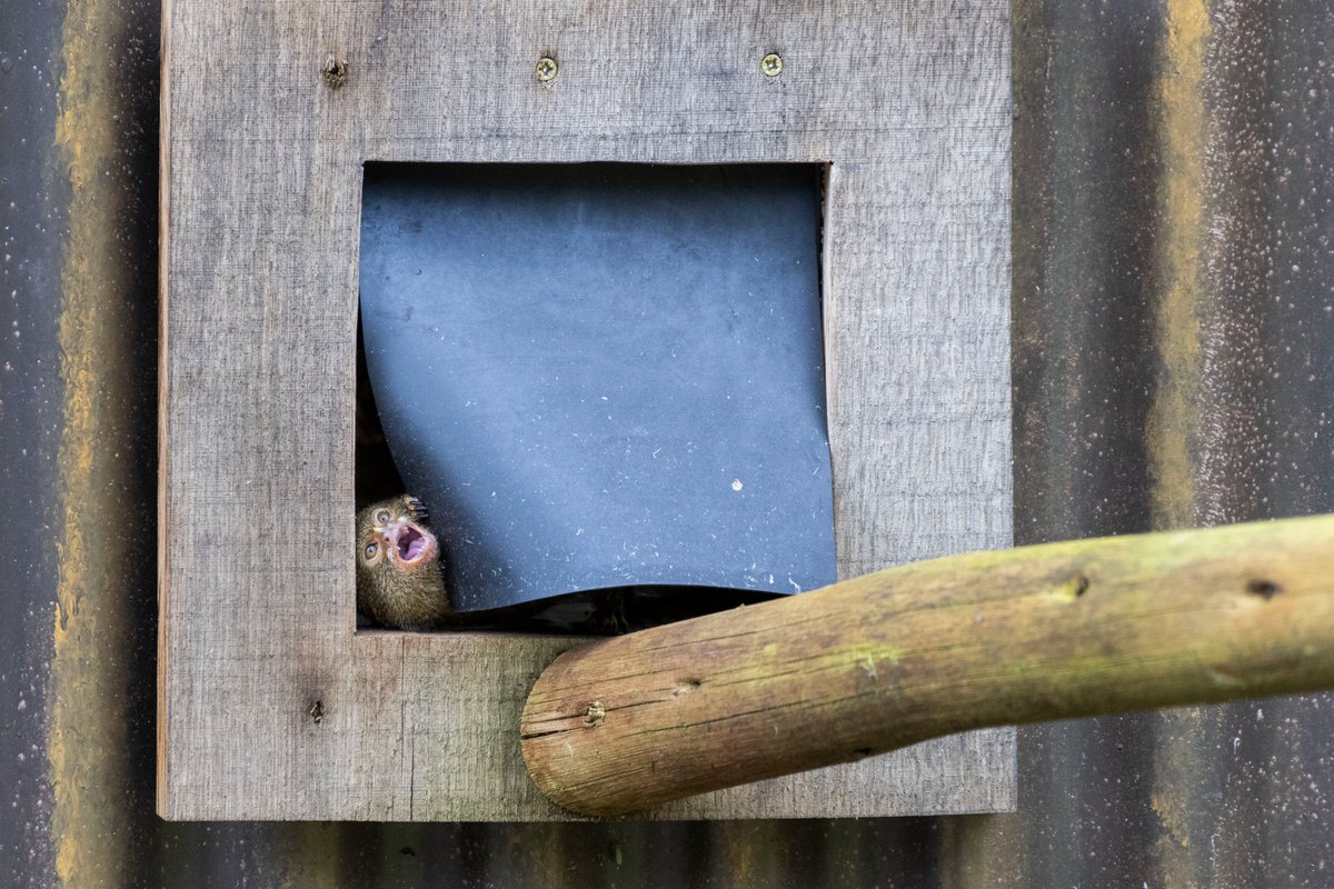 When someone knocks on your door and you weren't expecting anyone... 🤣 #WMSP #TheUnexpectedVisitor