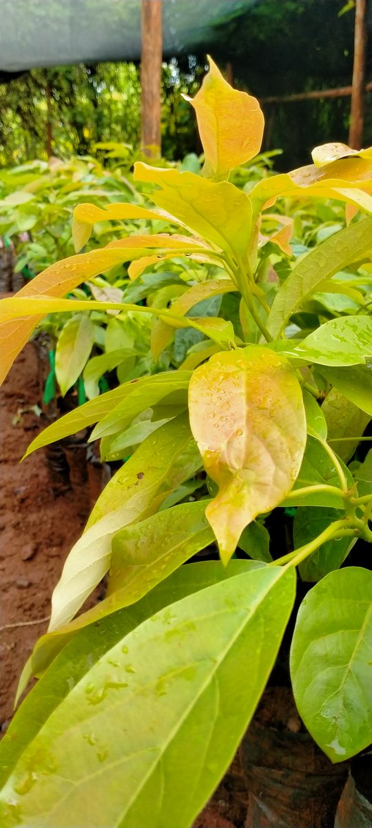 Hass Avocado seedlings.

Quality and ready to transplant.

We offer guidance on taking care of young seedlings.

Let's keep planting trees for food and nature.