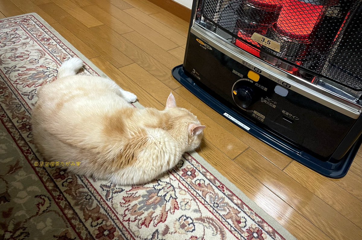 たがみさん家の今日のごはん

朝・ミネストローネ(晩の残り)、グリーンサラダ、パン他
昼・おはぎ、ほうじ茶、コーヒーゼリー他
晩・スーパーのお寿司、しじみわかめスープ、ほうじ茶他

帰って来た〜！疲れた〜‼︎

実家で寒かった日のおぼっちゃま。焦げ猫になってしまうので離しても、また近くに🐈