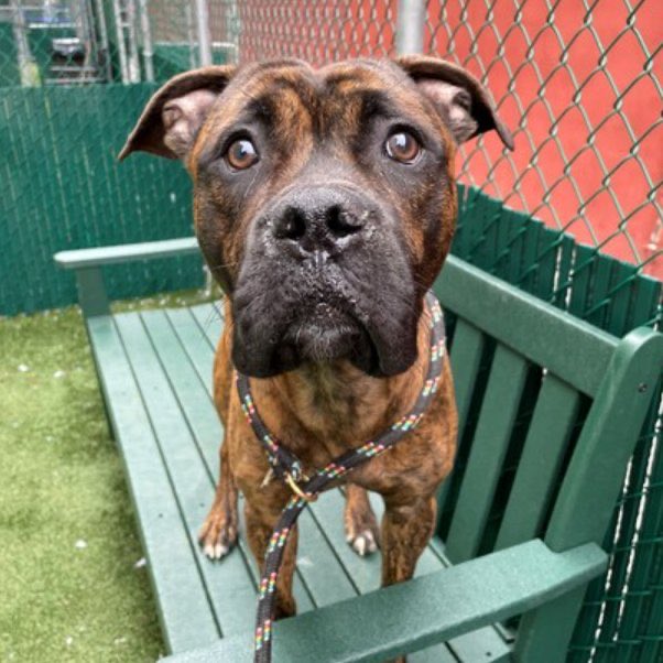 💔🐾MAXWELL HOUSE 🐾💔
#NYCACC. TB☠️4/13
Owner surrender/not🏡trained 
Lived with 3 kids 
Owner says 11 months ACC says approx 2yrs 
🏥CIRDC 
Knows’Sit’
ACC says he’s🏡trained 
He’s 💔stressed &amp; confused 
Look at those eyes😢
We need to help him 
Plz #RT #PLEDGE #FOSTER
#193750.