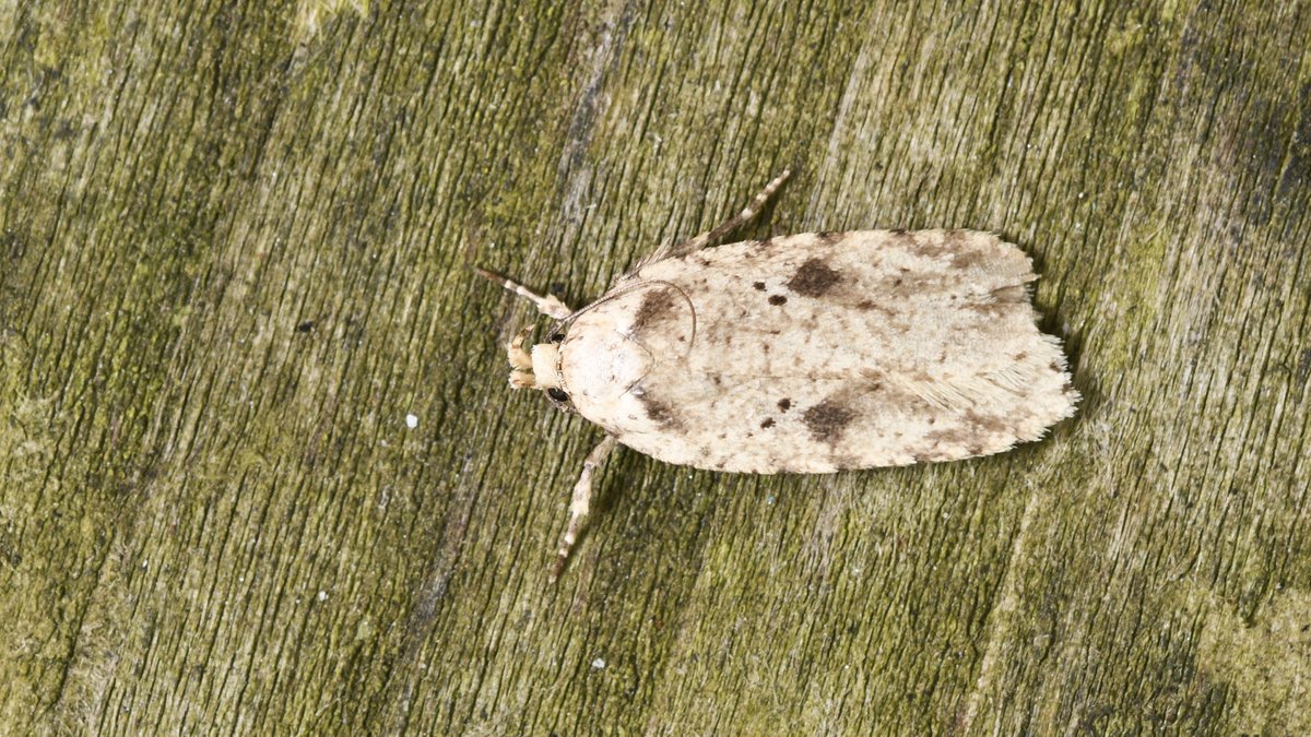 7/4 in the trap this morning. The only moth new to my garden was this Brindled Flat-body. 

#MothsMatter #TeamMoth #GardenforWildlife