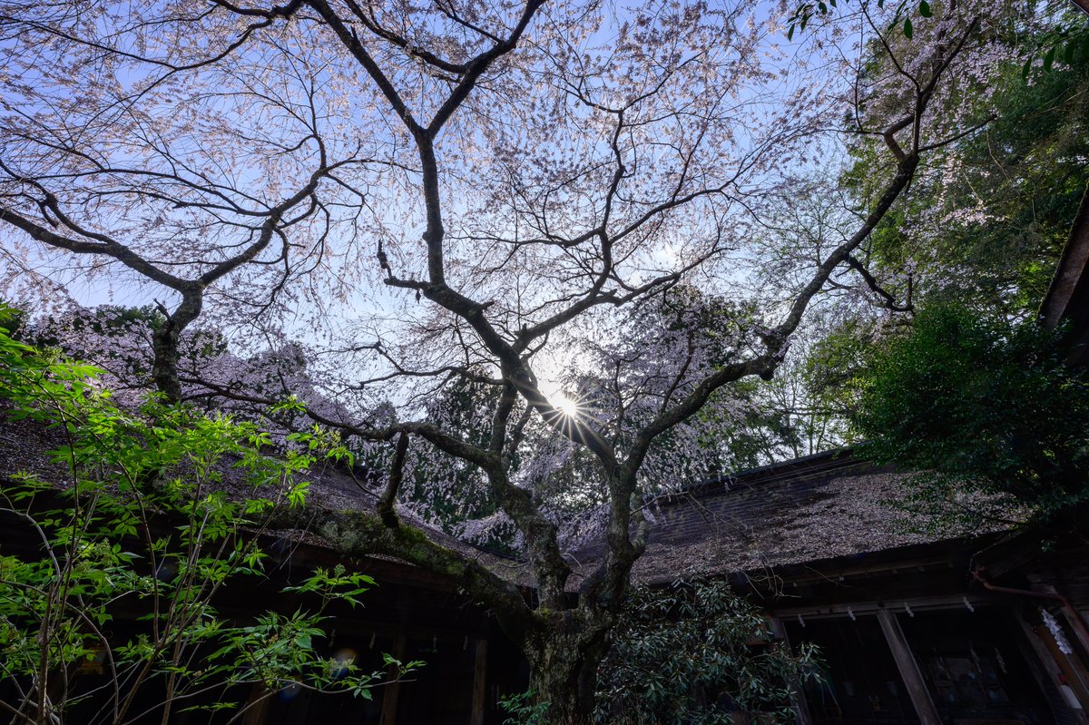 吉野山
奥千本の桜と吉野水分神社の桜