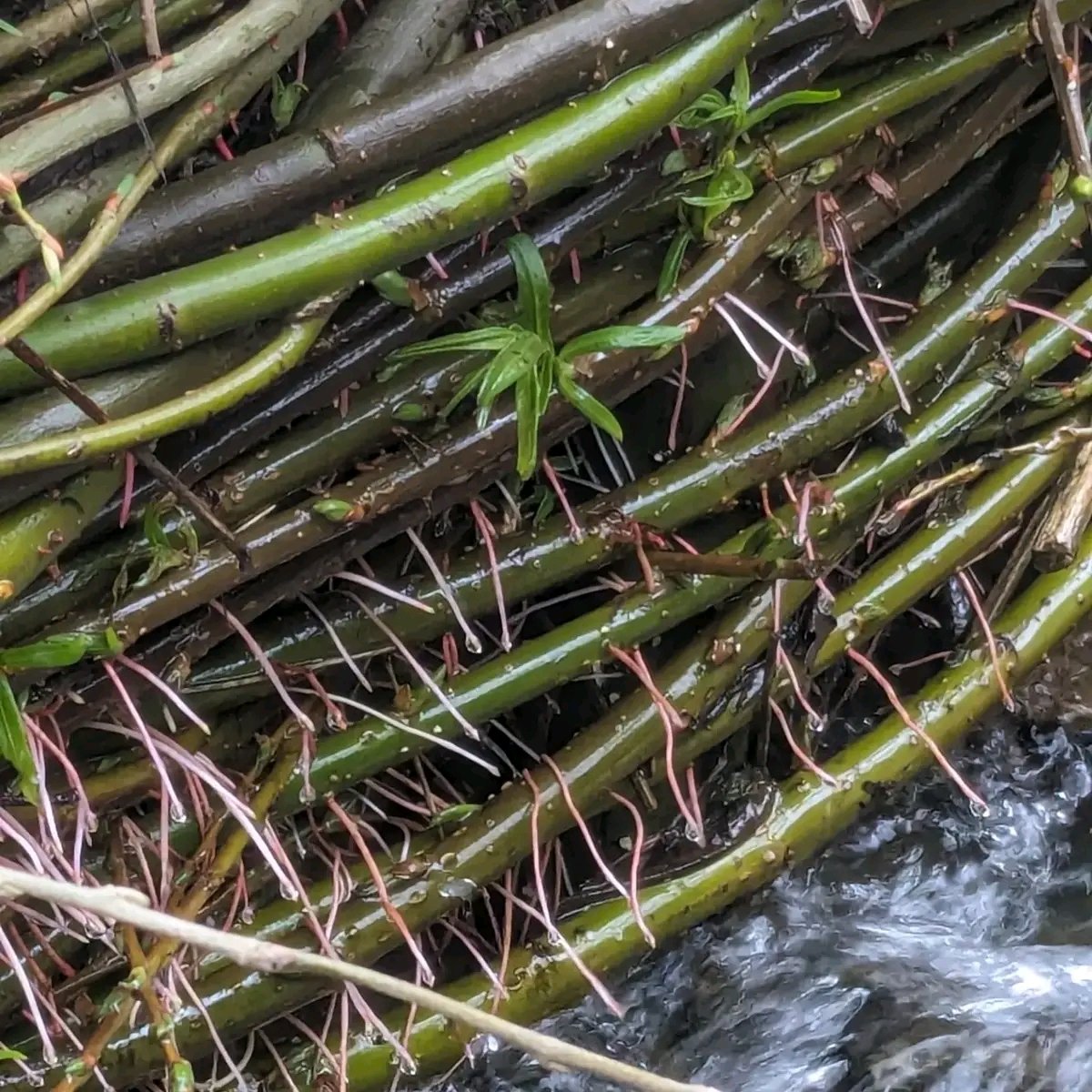 Willow spilling and leaky dams we did as part of a small scale natural flood management project in February this year is bursting to life 💚 We really enjoyed doing this project. The willow will prevent the banking from eroding while the dams hold back water during heavy rainfall