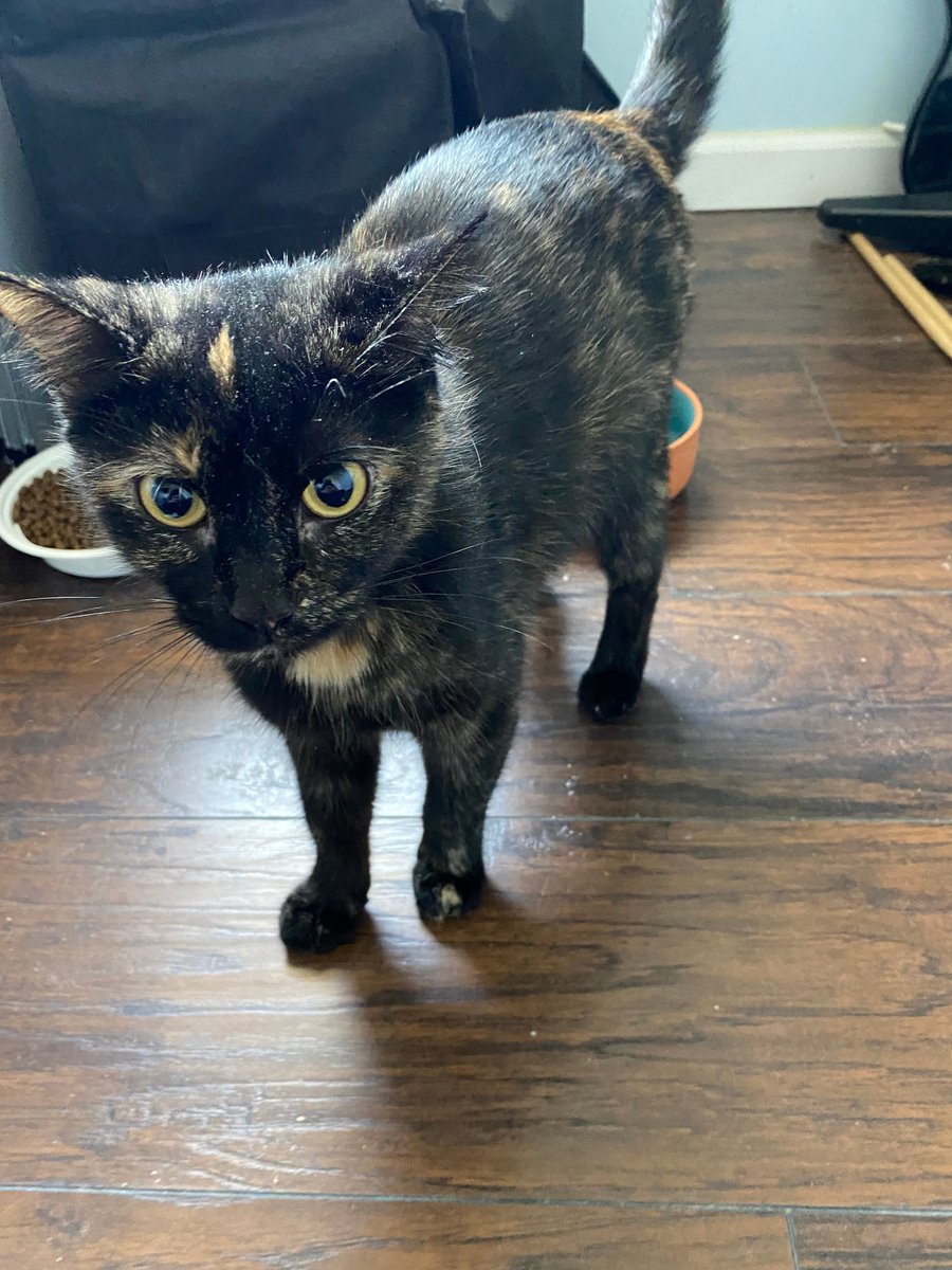 We're working on sorting through the applications for Alice's kittens. Now she is waiting for it to be her turn! She is only a year old. Still a kitten herself. Please share 💞 Alice, a gorgeous tortoiseshell cat, was rescued from an overcrowded shelter with her newborn babies.