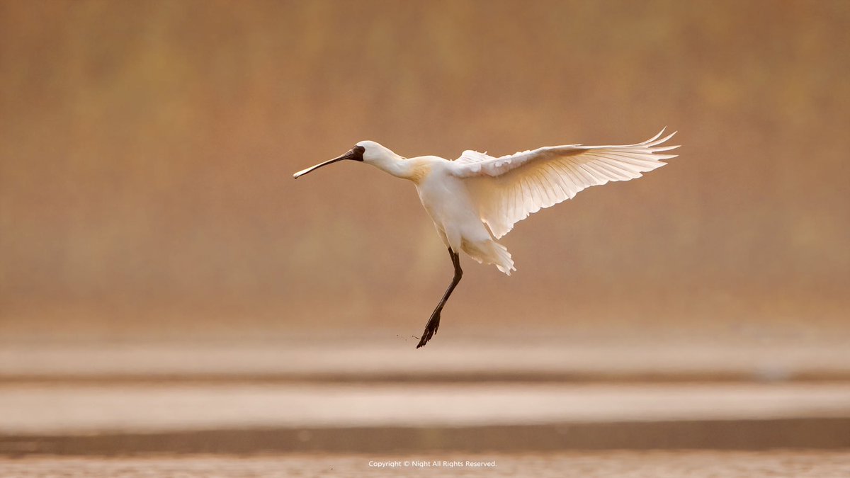 What kind of #bird🐦 has a spoon-shaped beak that also looks like a pipa, a traditional Chinese instrument, and a black face? 🤔It is the Black-faced Spoonbill, a China's national first-class protected animal. Every year during the winter migration season, the Black-faced…