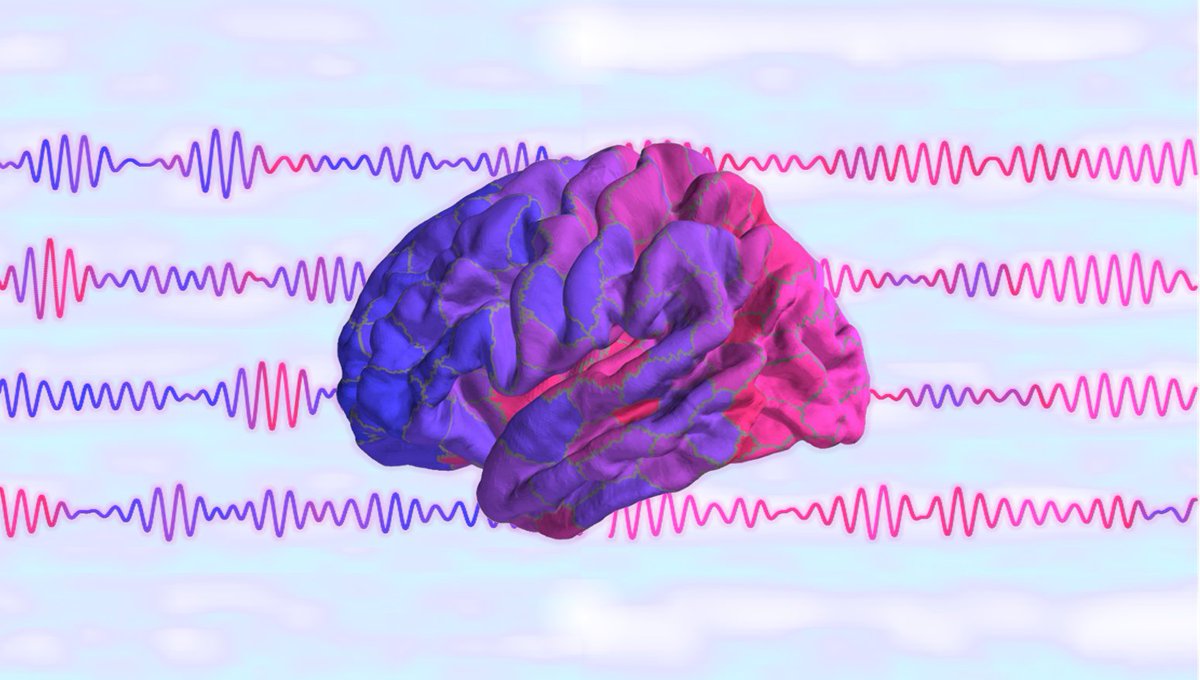 We are excited to share our new article now out in @commsbio: nature.com/articles/s4200… How oscillatory (or “rhythmic”) are neuronal oscillations? We developed a new way to measure rhythmicity and found that is well delineated in both brain anatomy and oscillation frequencies!