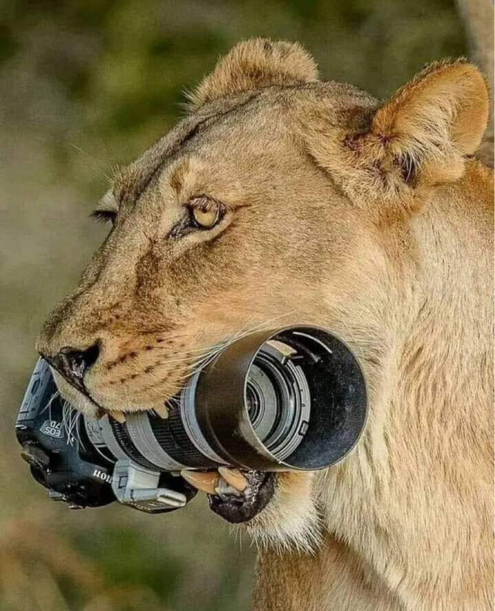 If animals can understand how useful a camera is why not you.come 19th April 2024 at Next Media Park and witness it .am very sure @francis_isano will explain this very well @KwikirizaNova @LMbamanya