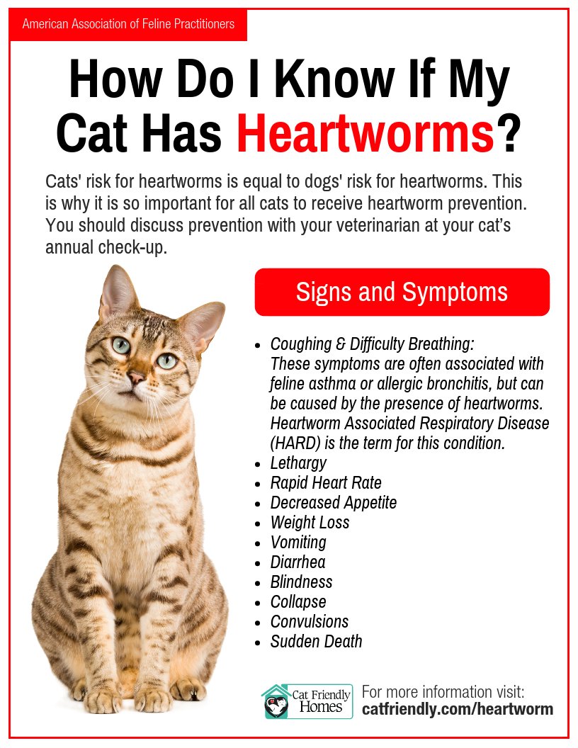 Do you know the signs and symptoms of #heartwormdisease in cats?

For vet-approved info on #heartworm: bit.ly/3xpa3YJ
.
.
.
#HeartwormPrevention #HeartwormInfection #NationalHeartwormAwarenessMonth #CatHealth #FelineHealth #PetHealth #HeartwormAwarenessMonth #Heartworms