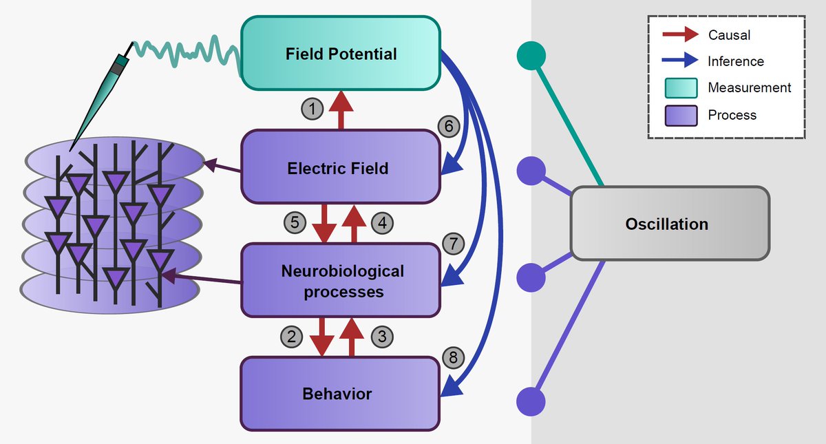 Decoupling Measurements and Processes: On the Epiphenomenon Debate Surrounding Brain Oscillations in Field Potentials Really excellent paper by S van Bree, D Levenstein, M Krause, B Voytek, & R Gao This one really needs further discussion! osf.io/preprints/psya…