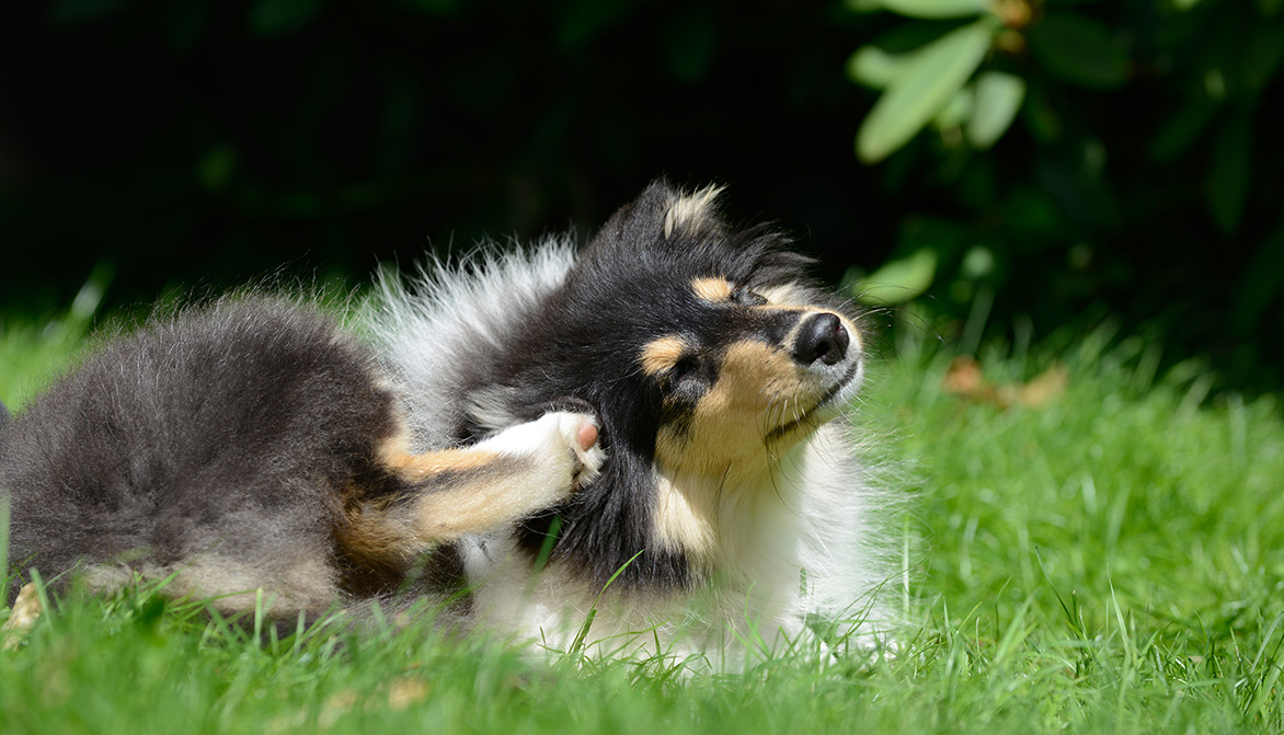 Avec l'arrivée des beaux jours, tiques et puces font inévitablement leur retour, n'épargnant ni les chiens, ni les chats... #30millionsdamis rappelle les différentes solutions pour éviter à votre animal les tracas de saison 👇30millionsdamis.fr/actualites/art…