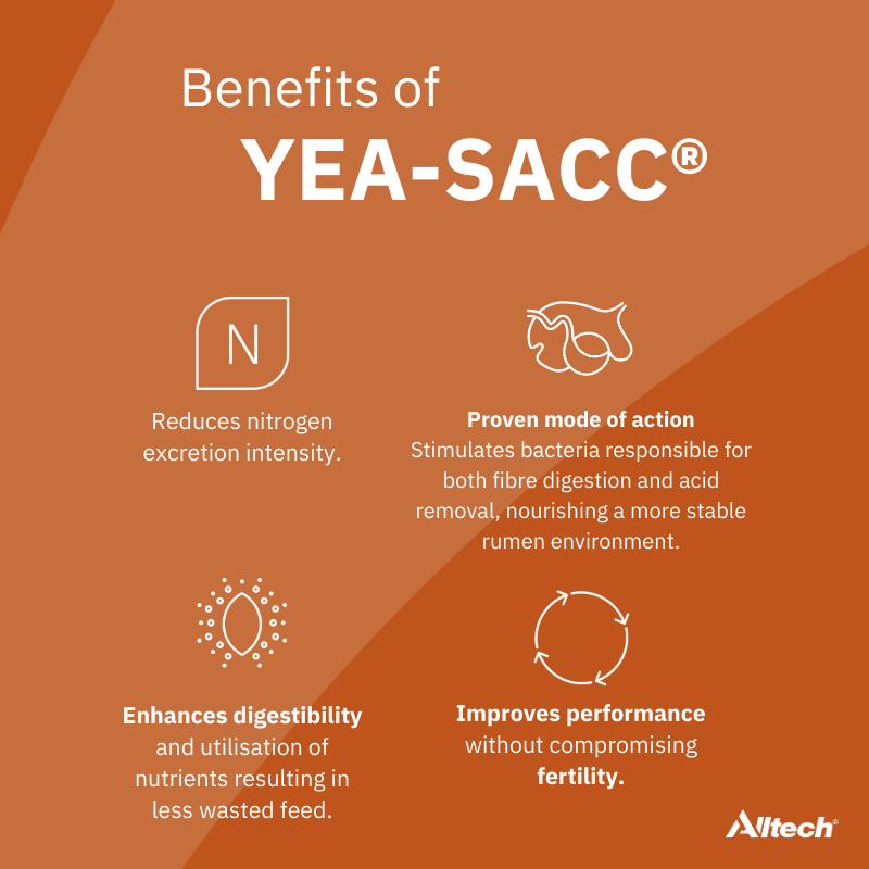 Yea-Sacc improves milk solid production while maintaining body condition & avoid negative energy balance in early lactation Benefits include: 🥛Increases daily milk production by 1.4kg on average 🐄Promotes milk solid production Contact InTouch today 📞059 910 1320