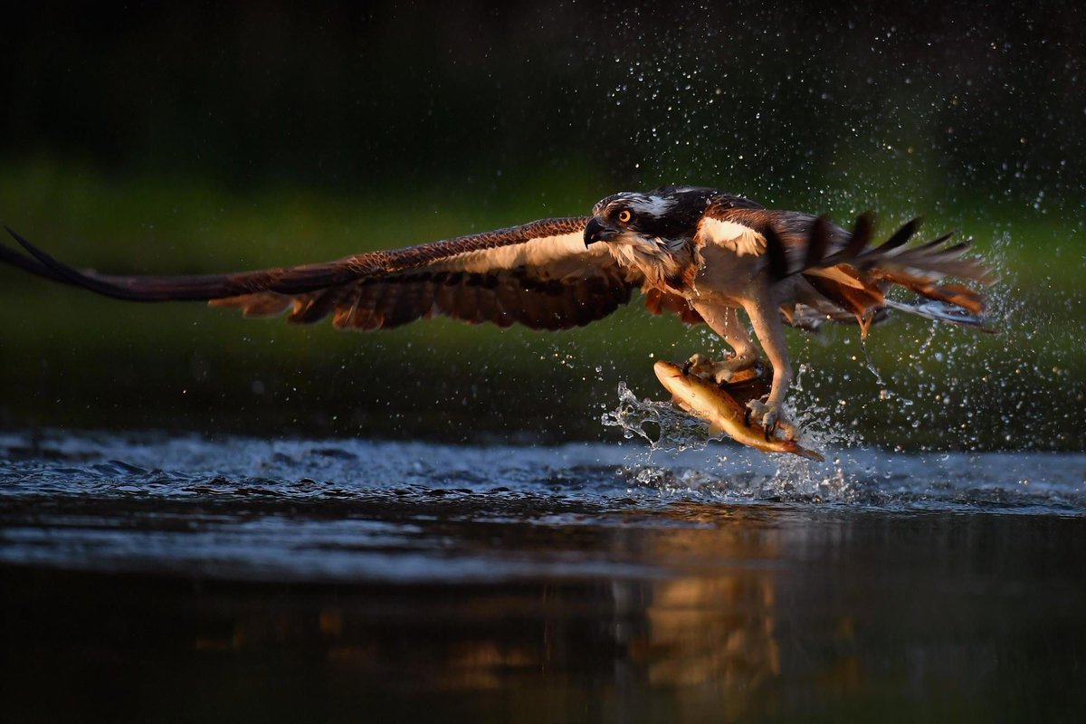 Great piece by Dr Deborah Long of @ScotLINK 'Scotland is home to countless natural treasures, but the evidence shows we could have so much more nature enriching our lives.' buff.ly/3Q0KlAx