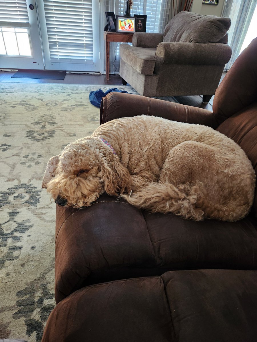 How can you be tired at 9AM after doing absolutely nothing. 2 spoiled dogs for sure
#Goldendoodle 
Ace
Maggie