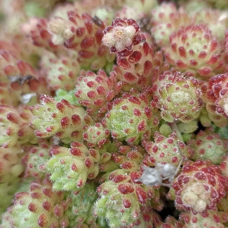 Today is #FloraFriday and we share an observation of a Sedum hirsutum (Uva-de-gato in portuguese), spotted in Vale Carapito rewilding area. Have you already seen one of these before? 🌿 📸 Rui Santos / iNaturalist