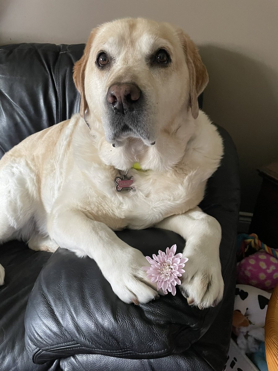 Happy Floof Head Friday friends 🌼. Hope everyone has a great day 🥰. #dogsoftwitter #FloofHeadsClub