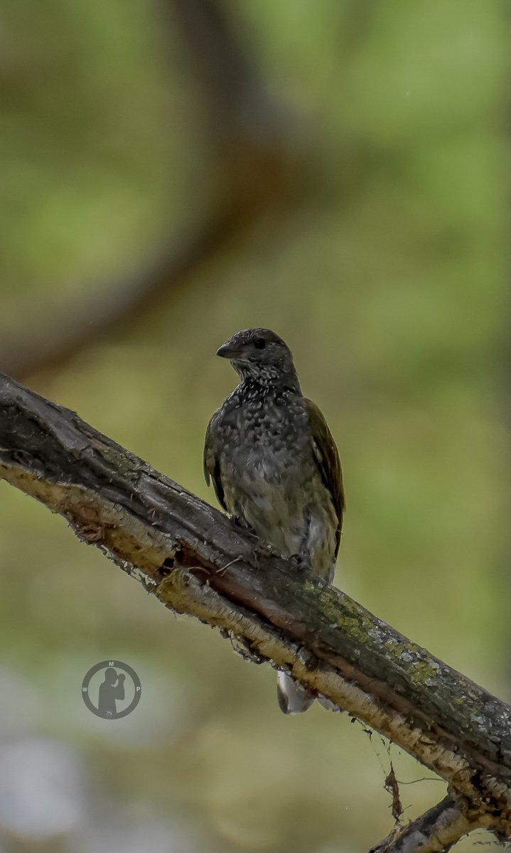 Scaly-throated Honeyguide - Indicator variegatus 

Elsamere,Naivasha,Kenya.

#martowanjohiphotography #birdwatching254 #BirdsSeenIn2024 #birdsofkenya #TwitterNatureCommunity #birdsphotography #nikon #tamronlens #honeyguide #birdsoftwitter #kenya #geobirds #bdasafaris