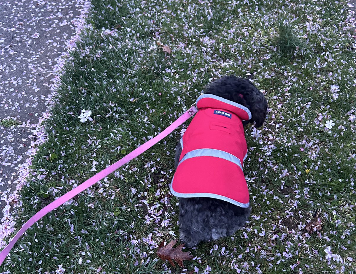 Pink petals pawtrol 🌸 #ZSHQ #dogsoftwitter #dogsoftwittter #dogsontwitter #Xdogs #dogsofX #Friyay #FridayVibes