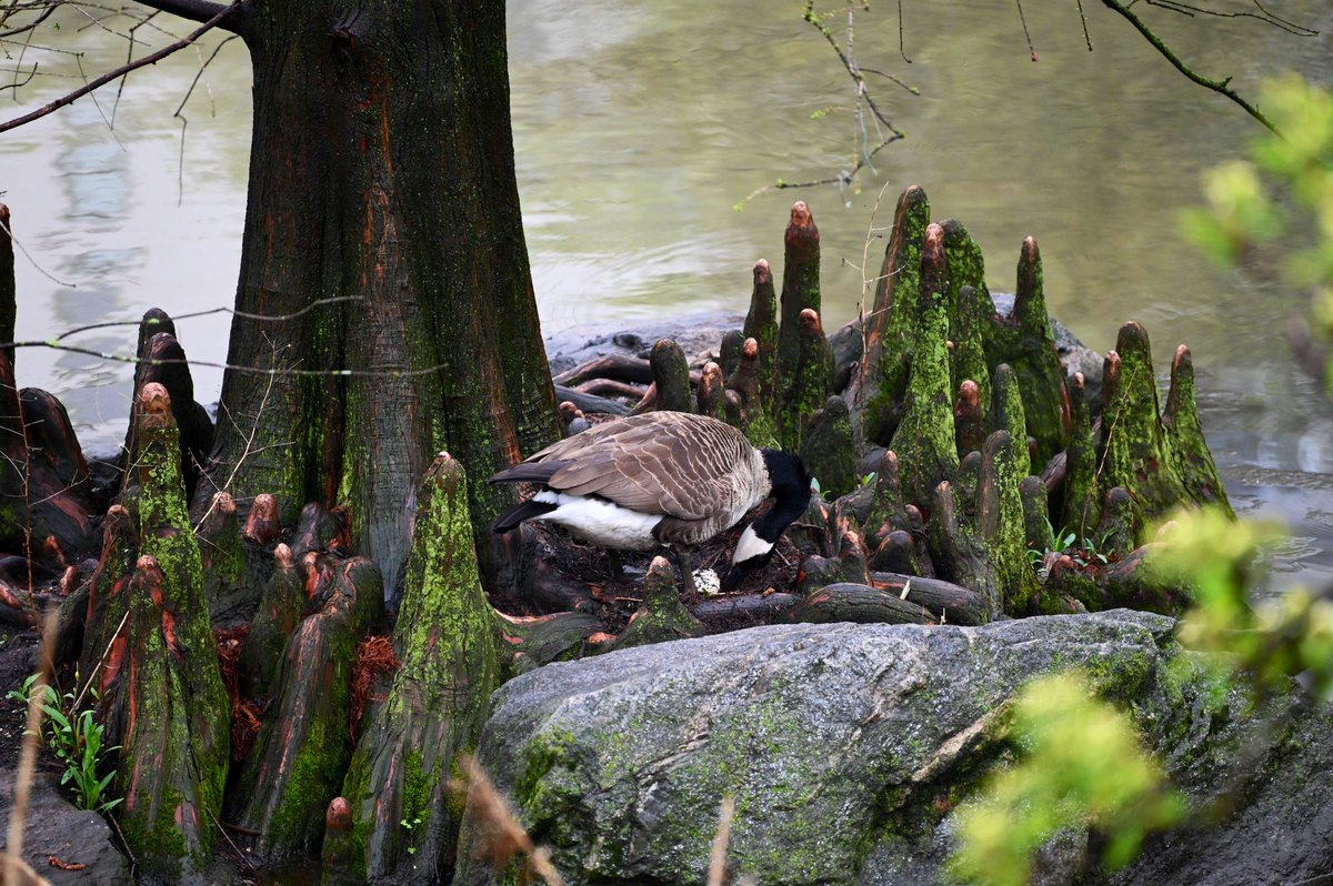 One egg so far for this Canada goose at the 59th St. Pond. #birds #birdwatching #birdcpp #mymorningwalk #nyc #spring