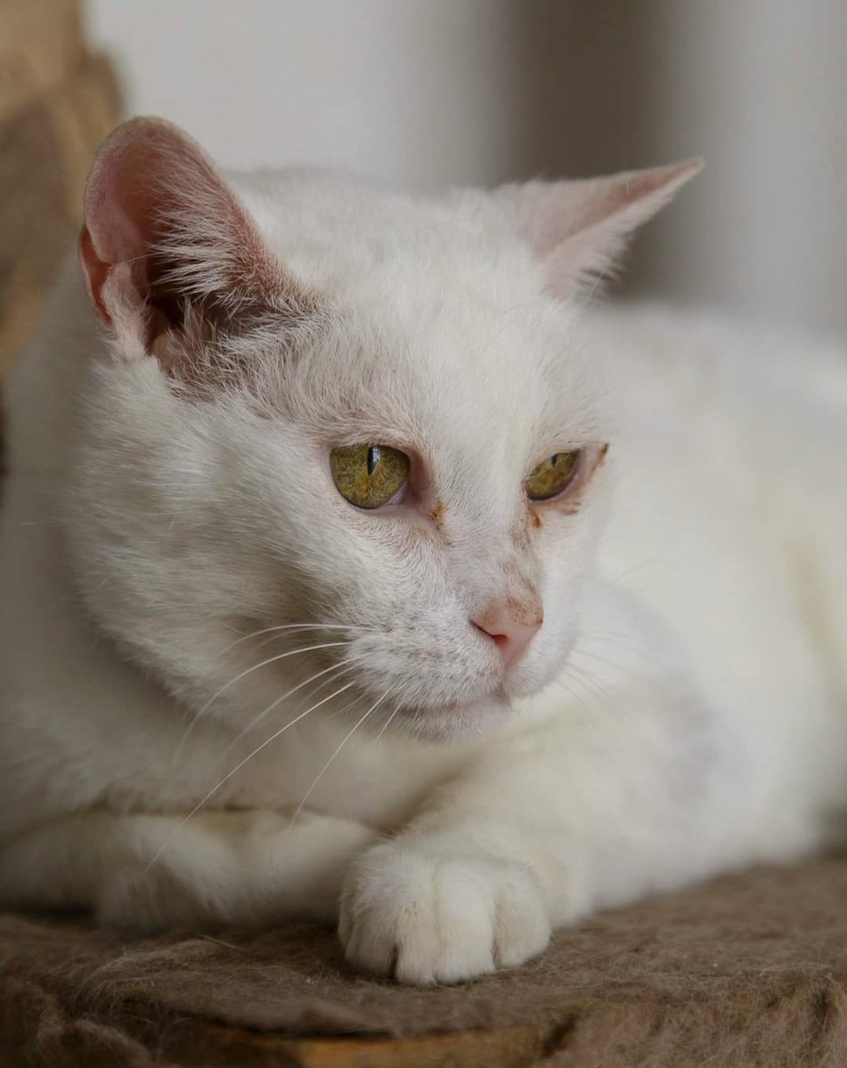 💫Na passarela do seu feed de hoje, apresentamos, Tchaguara e Brobidin! Esses dois resgatinhos compartilham da mesma história. Eles foram resgatados em um caso de acumulação de mais de 30 gatinhos!