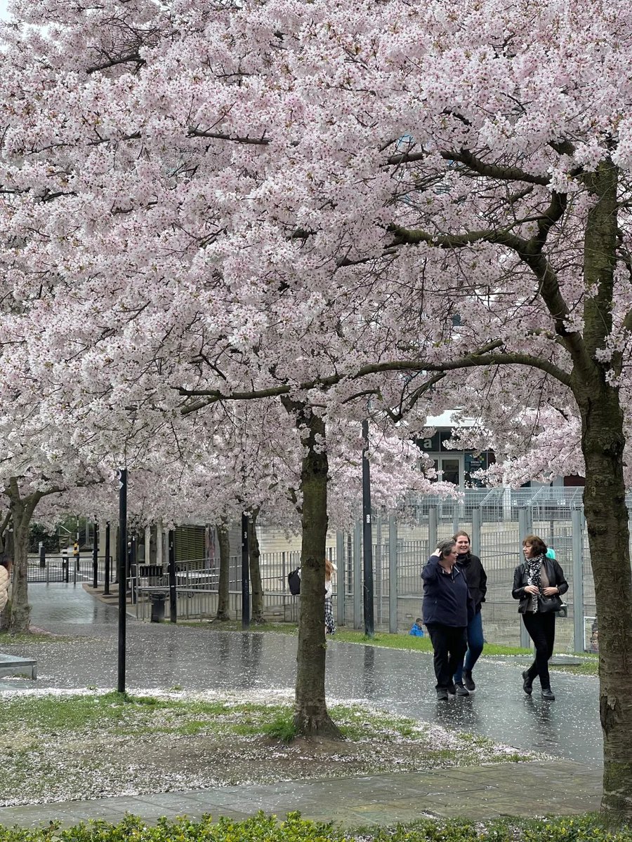 The photo was taken on the morning of March 19
🇬🇧 Swiss Cottage🌸
After the petals fall, you can feel the beauty of the pink petals and withered flowers by walking along the flower path.
Unfortunately, the weather is not good today and it is raining continuously.