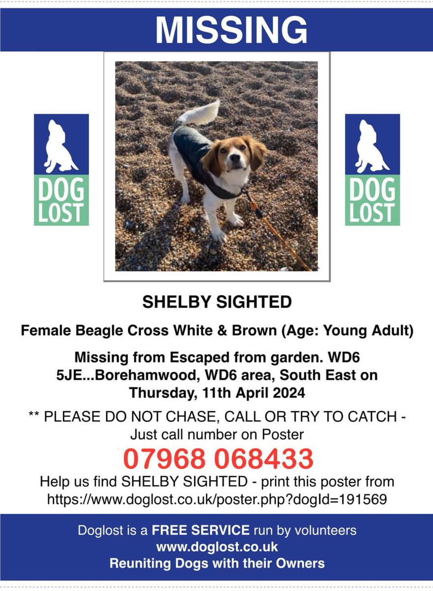 🐕 SHELBY escaped her garden on 11 April 2024 in Borehamwood #Watford #WD6 She is MICROCHIPPED & SPAYED, wearing collar with ID tag. Her owner is away, Shelby is staying with boarder. PLEASE DO NOT CHASE, CALL OR TRY TO CATCH Just call number on poster doglost.co.uk/dog-blog.php?d…