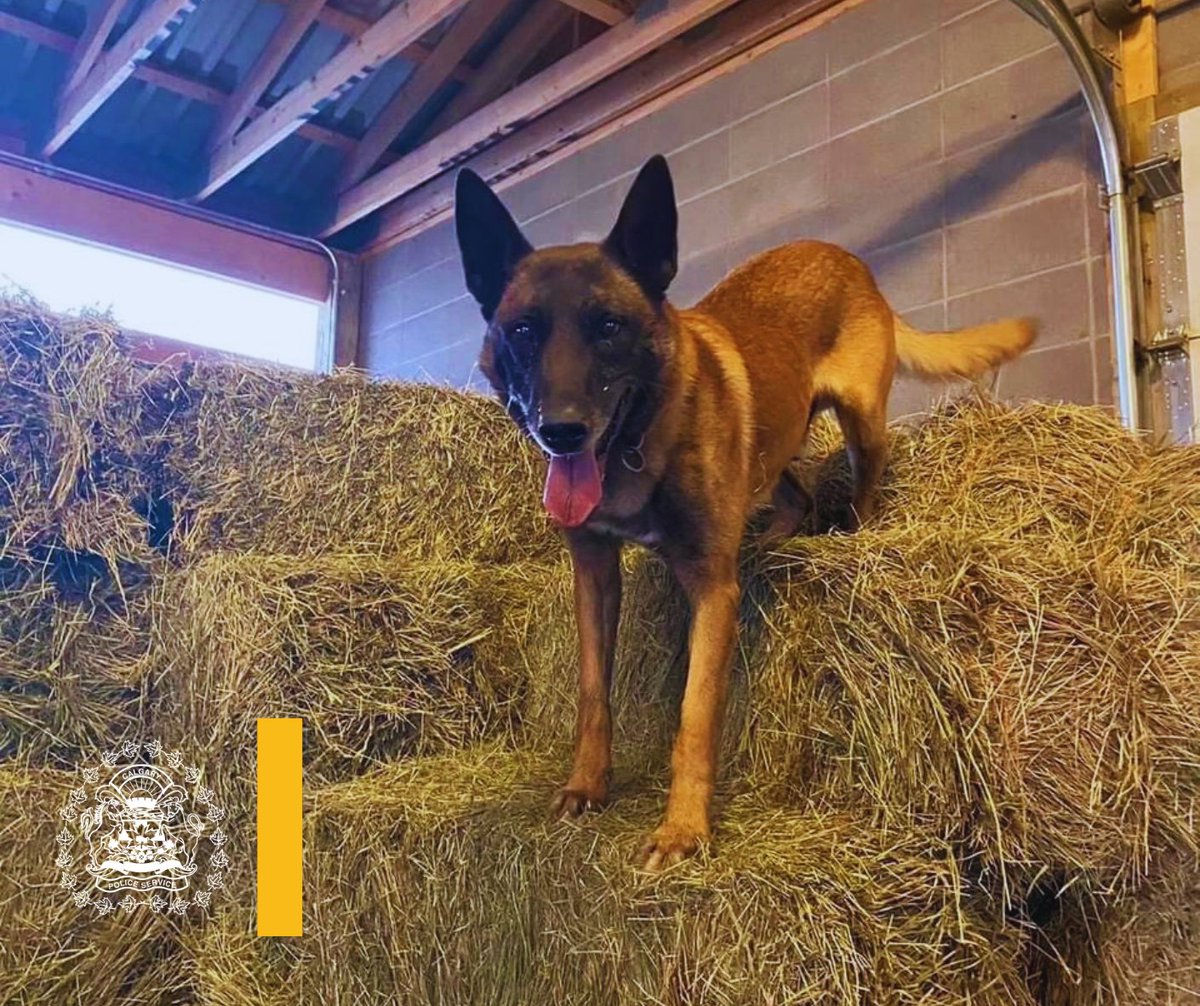 🐕‍🦺🐕‍🦺Meet Police Service Dogs (PSD), Fly and Jake, who are retired and living their best lives either at home with their handler or at the horse barn helping out with the @CPSMountedUnit. 🏡❤️PSDs typically retire and become pets to the handlers they worked with, or are sometimes…